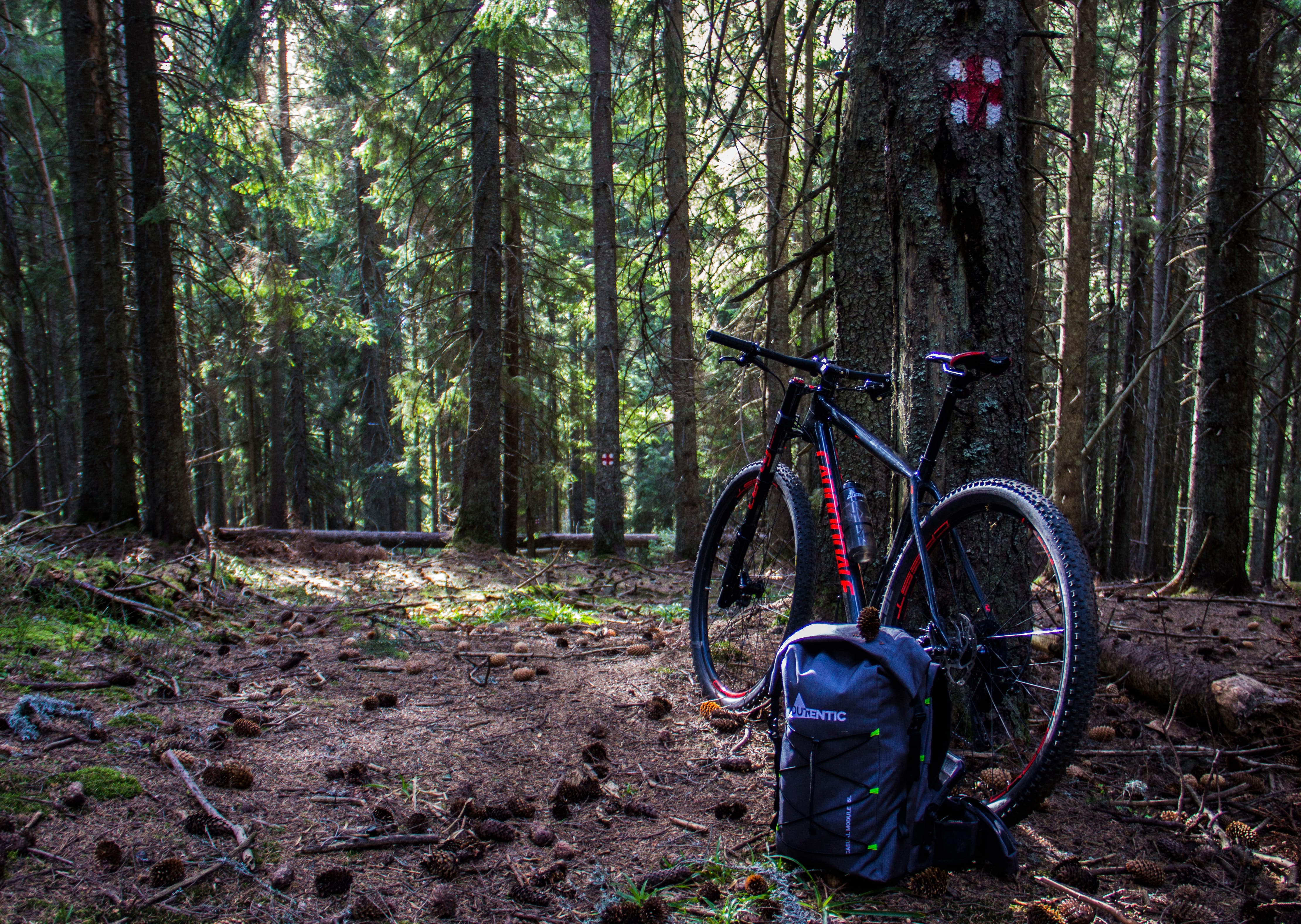 cannondale mountain bike in a pine forest