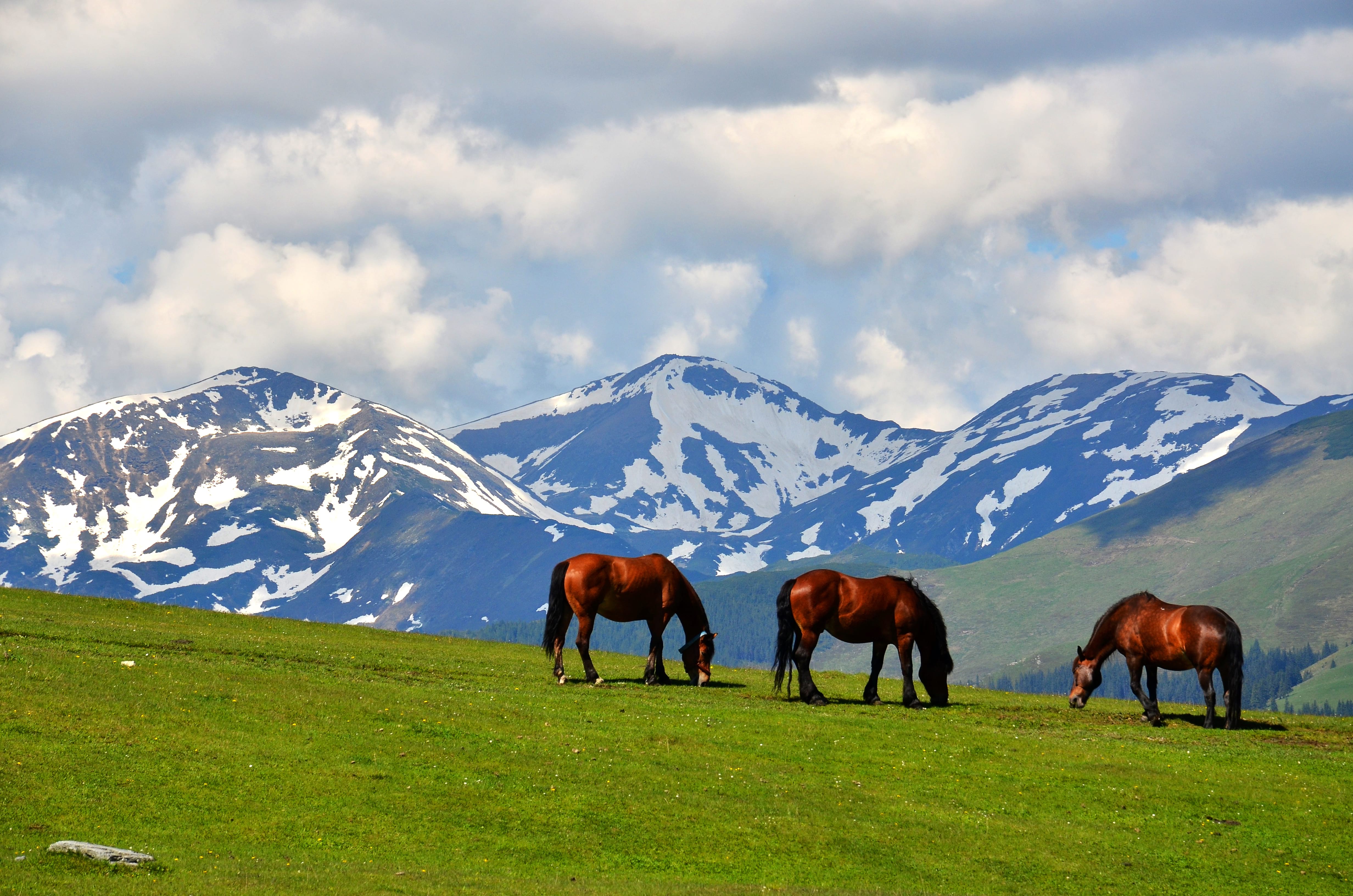 horses are grazing in a beautifull meadow